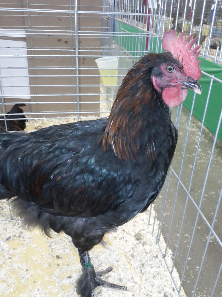 Black Copper Marans Cockerel – photo by Jen Pitino | Urban Chicken Podcast